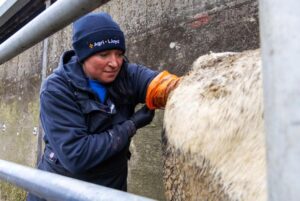 Woman artificially inseminating a cow